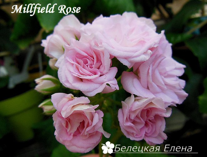 Millfield Rose